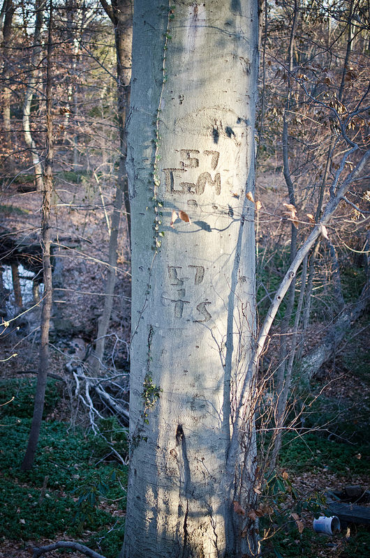 Image selected by project leader